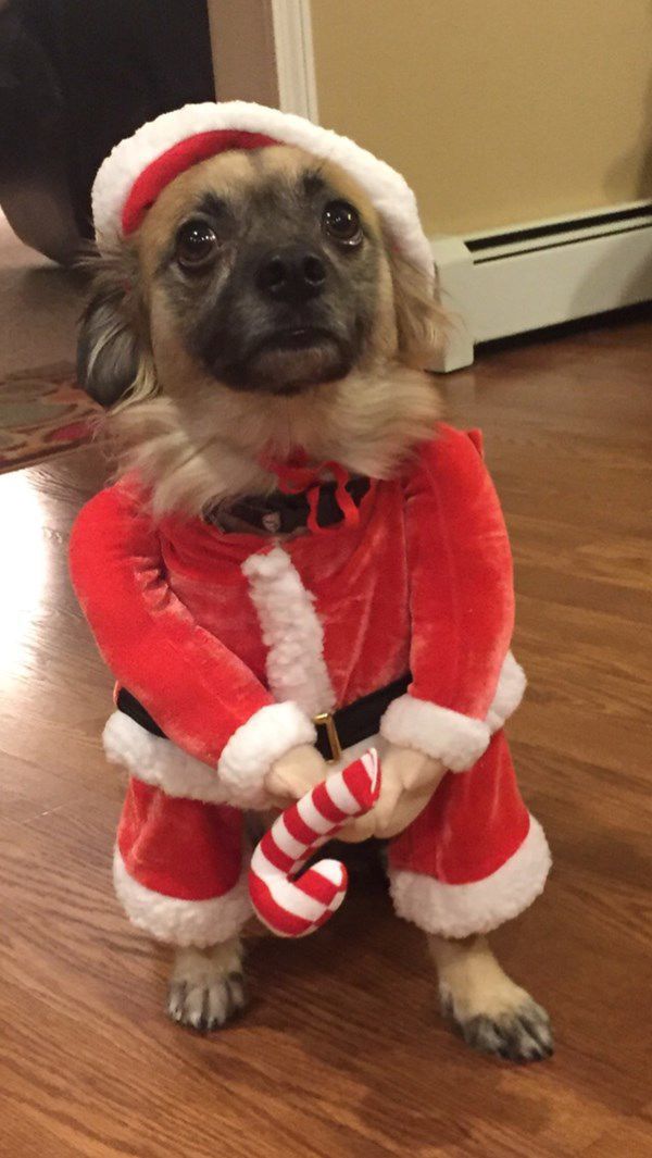 Pet Star 45.jpg